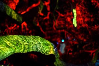 Features of the tree were included in the projection mapping, to represent its own entity