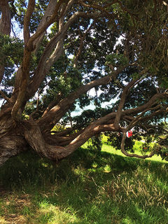 Our tree