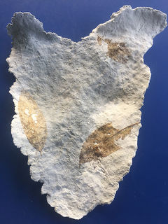Male breastplate